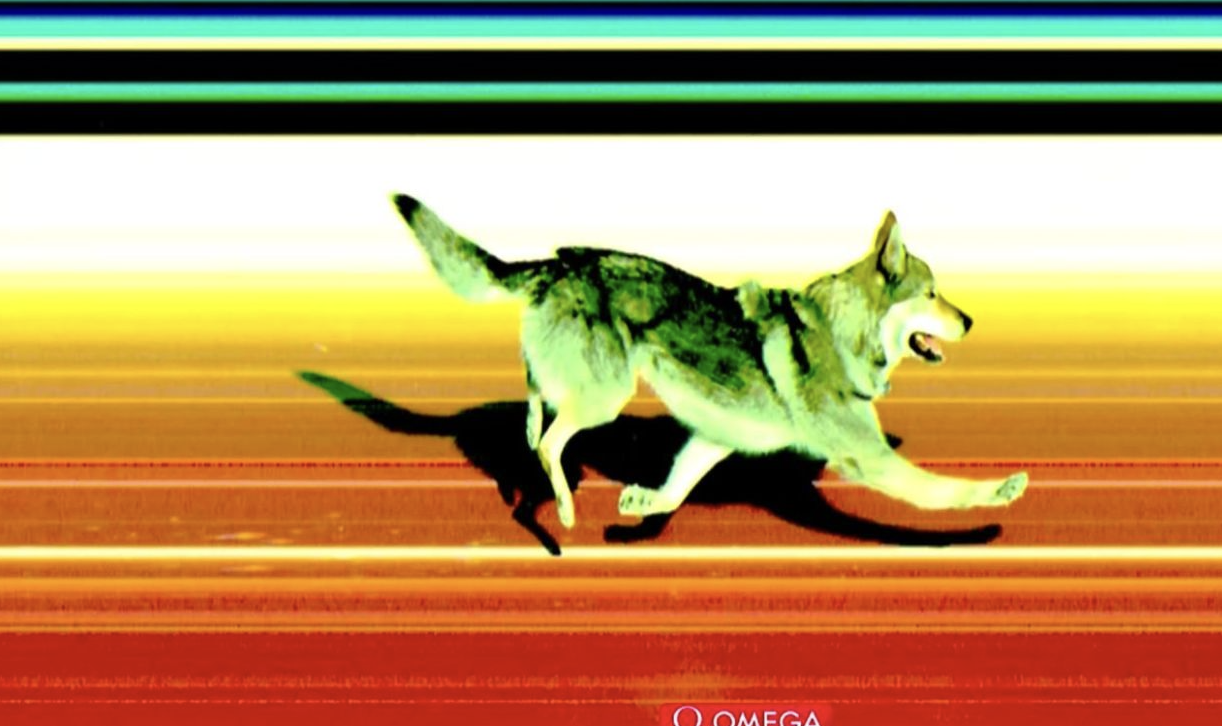 Trek xəttinə tərəf qaçan it fotofinişə düşüb - FOTO